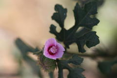 Urena lobata subsp. sinuata var. sinuata